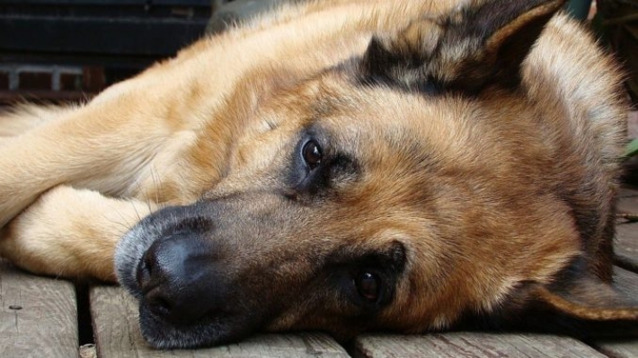 В Мелитополе после смерти хозяйки остался большой добрый пес (фото)