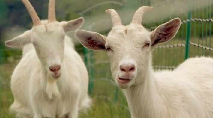 В Японии нашли экологичную замену газонокосилкам - траву поручили стричь козам