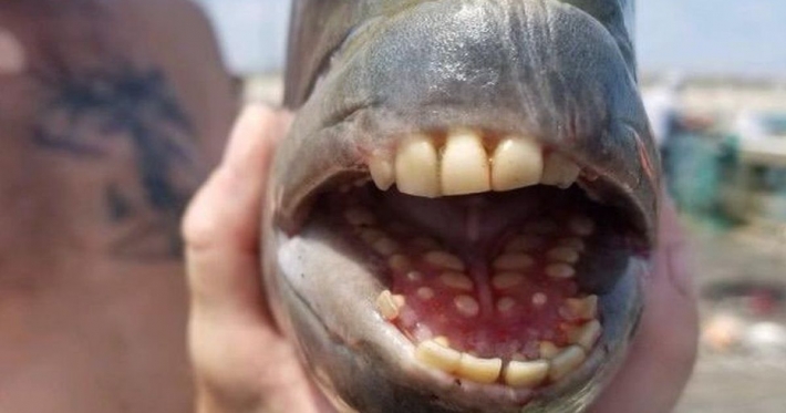 В США мужчина поймал "монстра" с человеческими зубами