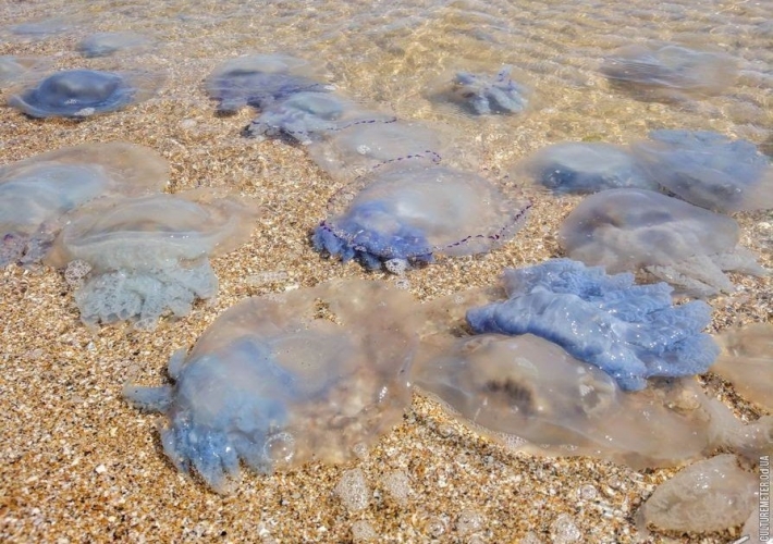 Турист показал, как выглядит море «без медуз», которое ему обещали в Кирилловке (видео)