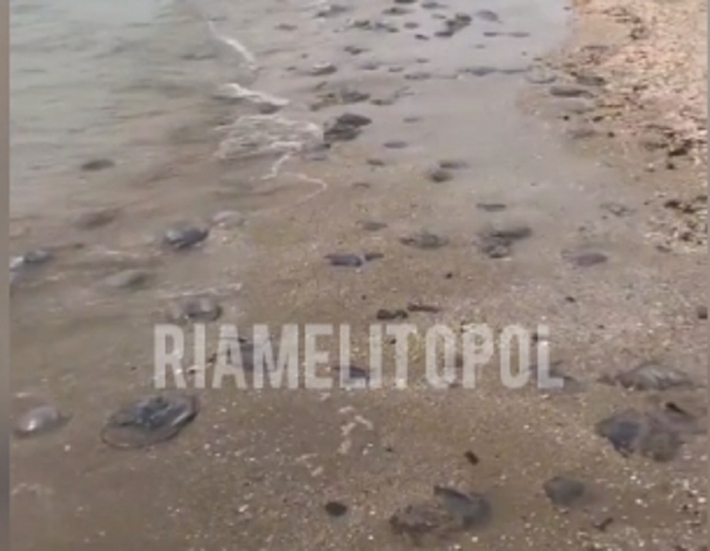 На берег в Кирилловке после шторма выбрасывает дохлых медуз - вонь стоит невероятная (видео)