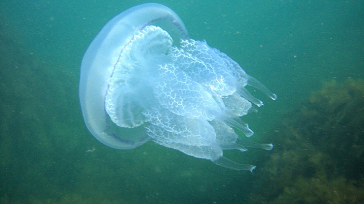 «Таких ведровых медуз я еще не видела» - в Кирилловке туристка получила заряд адреналина (видео)