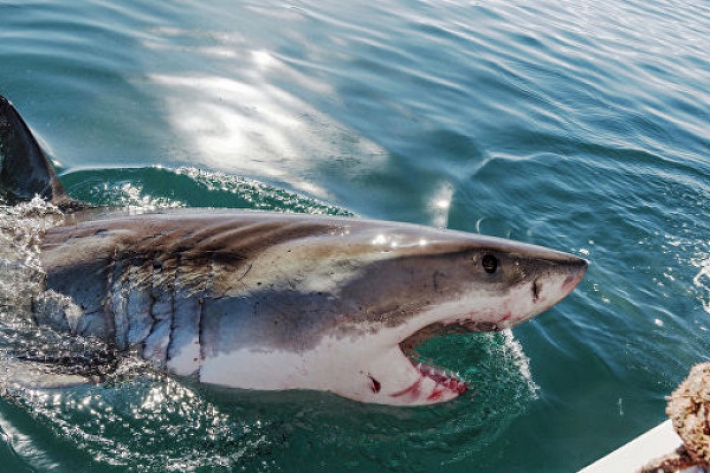 Американские рыбаки поймали акулу и использовали ее челюсть для открытия банки с пивом: сеть возмущена (Фото)