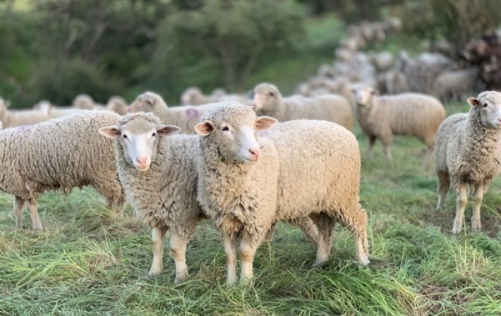 Стадо овец погибло во время удара молнии (видео)