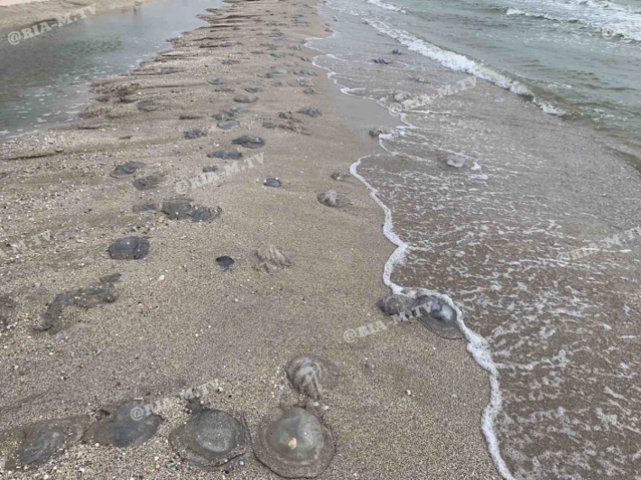 В Кирилловке на берег снова выбросило медуз (фото)
