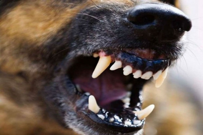 В Мелитополе на девушку напали бродячие собаки