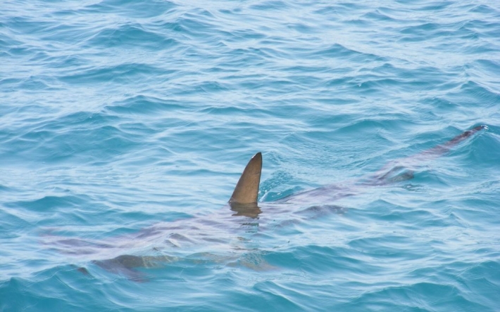 "Я даже не осознавала": мама заметила акулу возле сына-серфингиста, просматривая видео