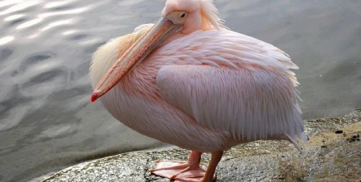 На Молочном лимане стая розовых пеликанов подъедает мальков пеленгаса