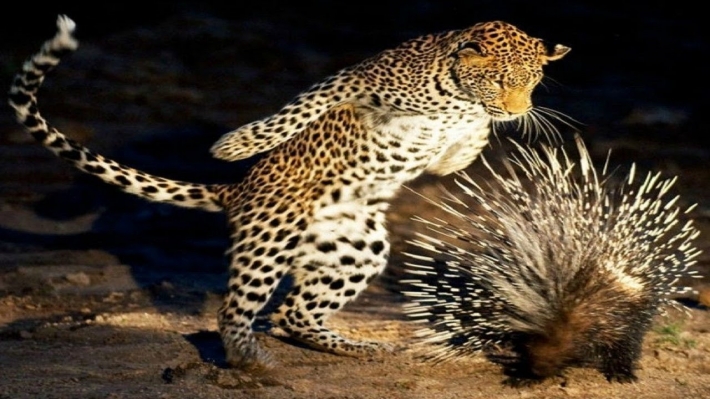В Африке леопард напал на дикобраза: финал схватки удивил - видео