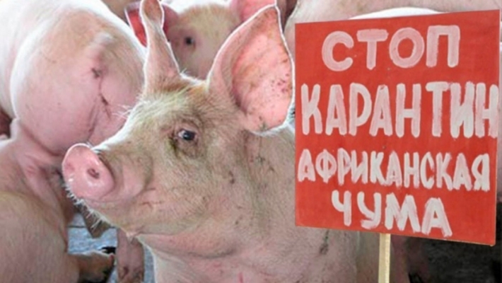 В одном из городов Запорожской области вводится карантин из-за свиней