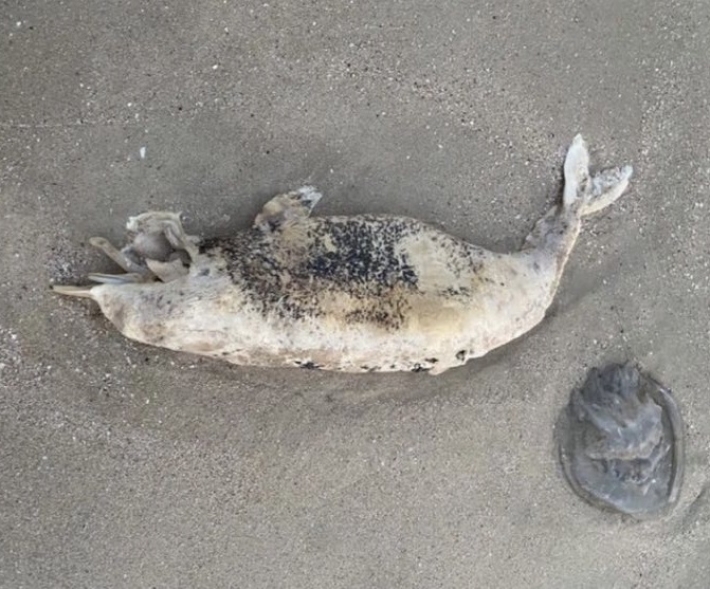 В Кирилловке во время шторма на берег выбросило мертвого дельфина (фото 18+)