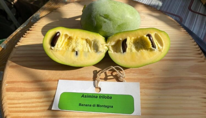 Жительница Запорожья вырастила банано-манго в своем саду