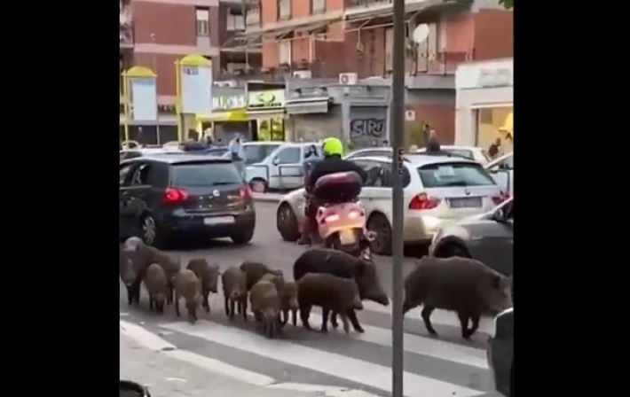 Жители Рима страдают от диких кабанов на улицах (видео)