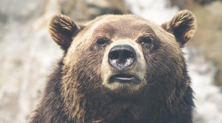 Медведь нашел камеру охотника и попробовал себя в роли блогера: отменное вышло видео на память
