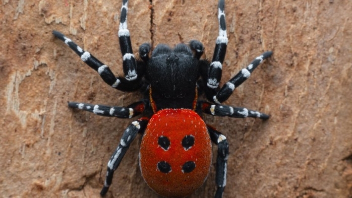 Самый красивый и опасный: под Киевом обнаружили ядовитого тропического паука, фото