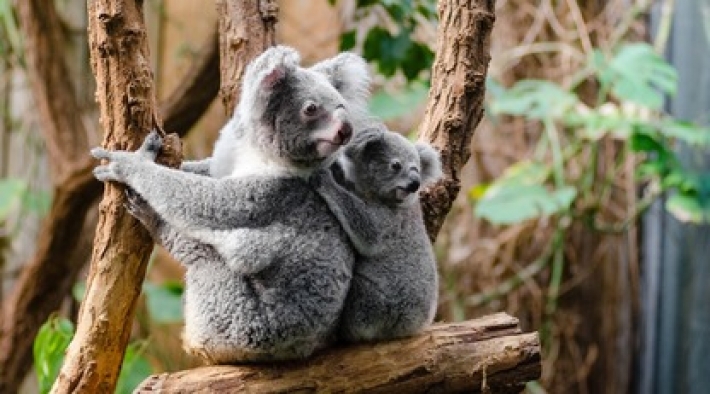 В Австралии коал вакцинируют от хламидиоза - ЗППП стало для них очень опасным