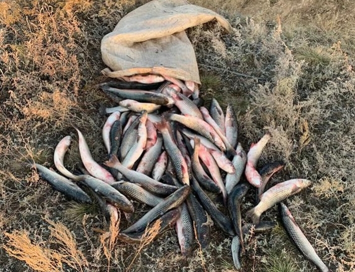 На берегу Утлюкского лимана пограничники нашли бесхозную рыбу (фото)