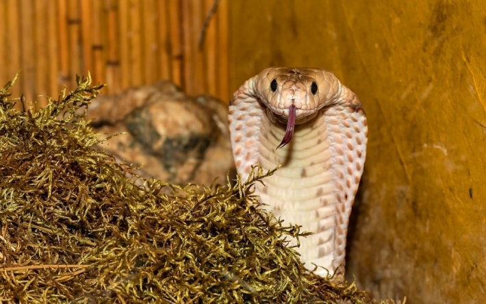 Ядовитая кобра укусила за гениталии мужчину, который пошел в туалет во время африканского сафари