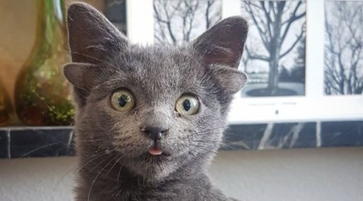 Котенок с четырьмя ушами стал звездой в сети и нашел хозяев - трудно поверить, что это не фотошоп