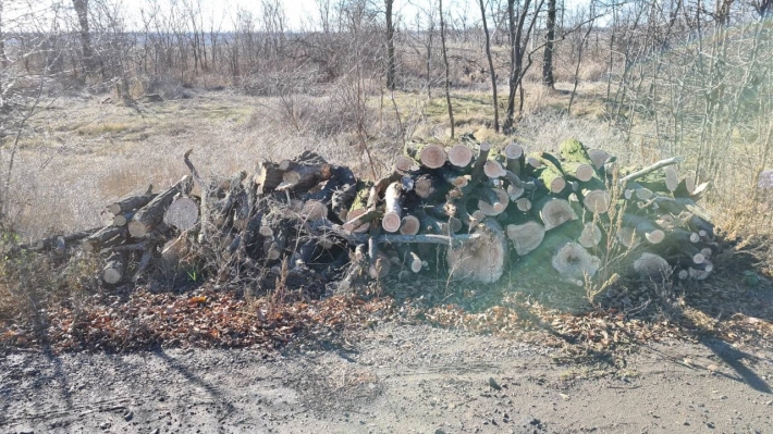 В Мелитопольском районе под нож пошла вся лесополоса (фото, видео)