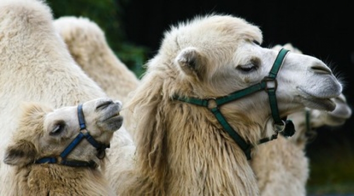 Конкурс красоты среди верблюдов дисквалифицировал более 40 животных за использование ботокса