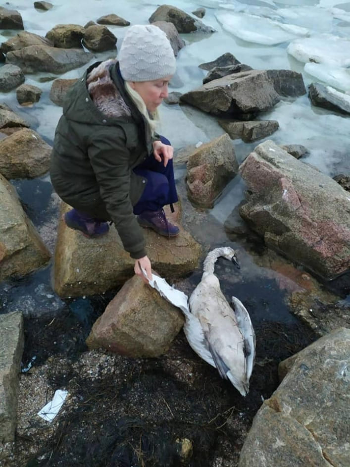 В городе Запорожской области от мороза погибли более десяти лебедей