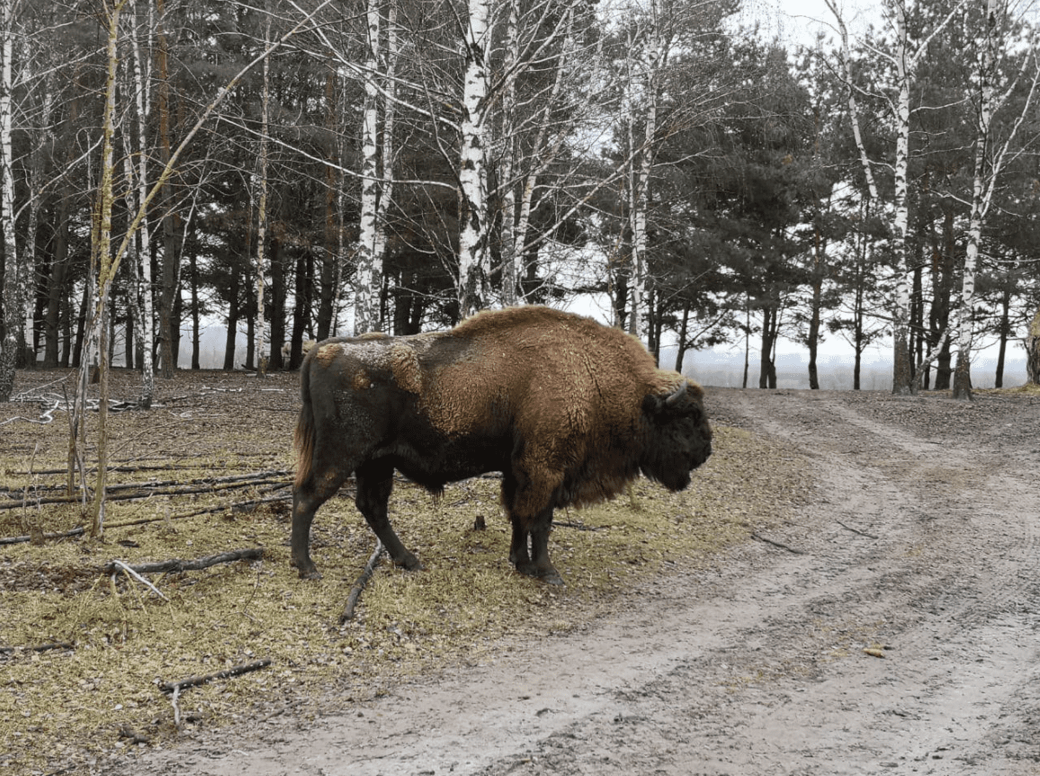 Под Киевом в эко-парке на семью напало стадо бизонов