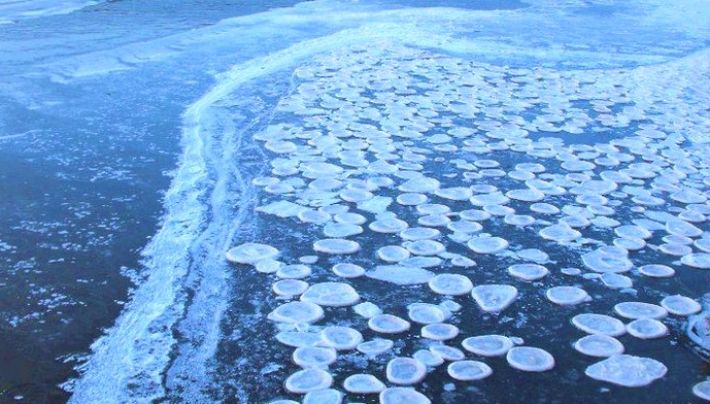 В Запорожской области видели уникальных ледяных медуз (видео)