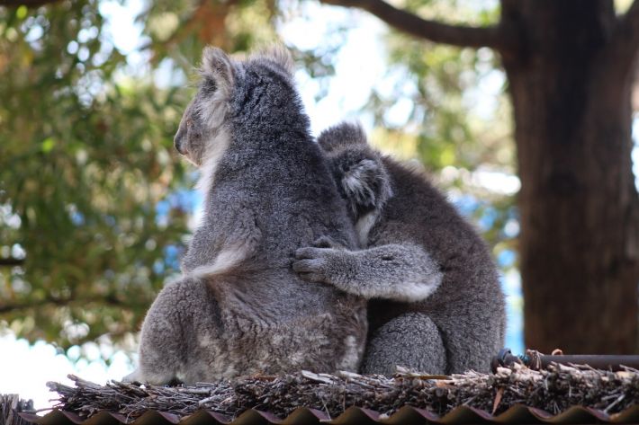 В Австралии коалы оказались в беде - на помощь им выделили миллионы: видео