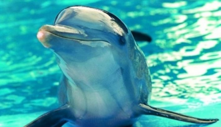 В Кирилловке российская пропаганда обманула дельфинов