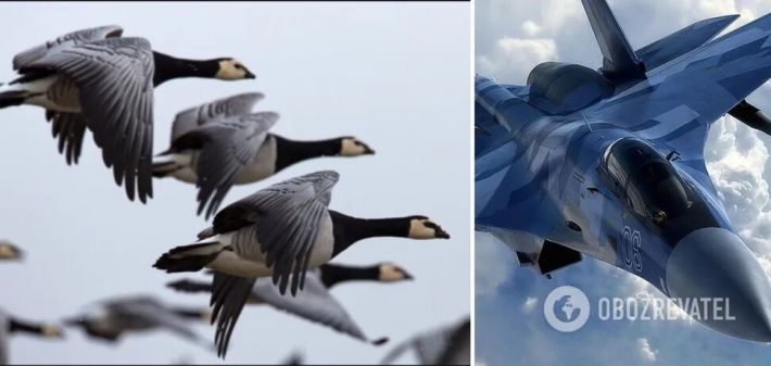 На Херсонщине вражеский истребитель разбился из-за диких гусей: появились подробности