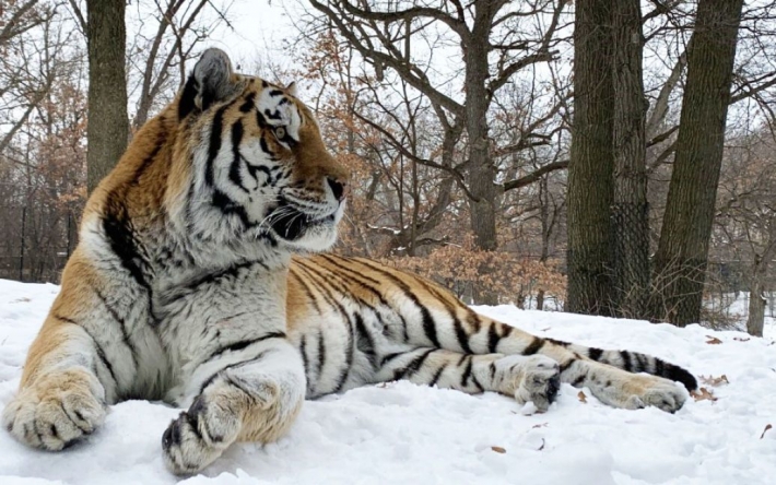 В зоопарке США умер тигр по прозвищу Путин