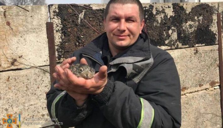 В Запорожье во время тушения пожара спасли зайчат (фото)