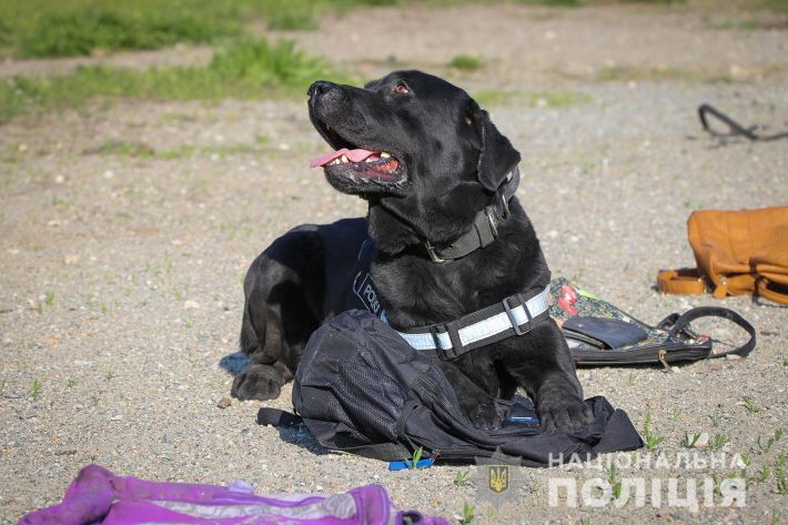 В Запорожье пес Арчи несет службу в полиции (фото)