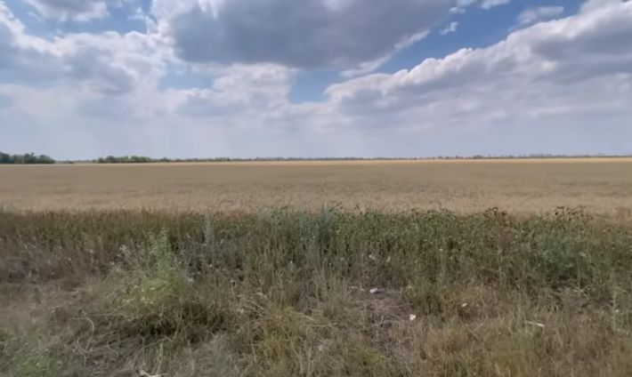 Під Мелітополем фермери кидають поля із некошеною пшеницею - у чому причина (відео)