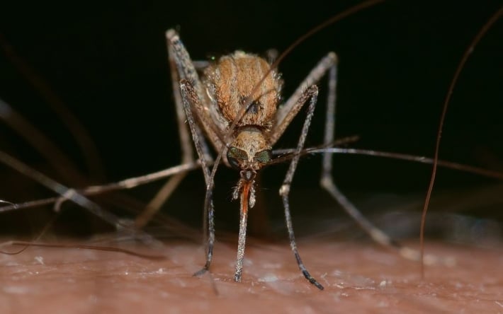 Європою поширюється новий вид комарів, які переносять дуже серйозні захворювання - попередження ВООЗ