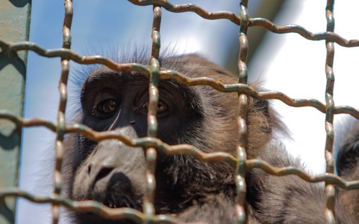 Порівняв африканських колег з мавпами: Румунія терміново відкликала свого посла з Кенії