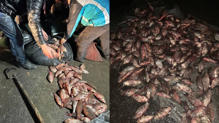 В Запорожской области "рыбаки" незаконно добыли рыбы почти на 1,5 млн. грн