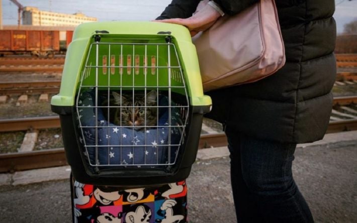 Заставили перерыть все вещи и вытаскивать котов из переносок: жительница Мелитополя рассказала, как выезжала через Колотиловку с животными