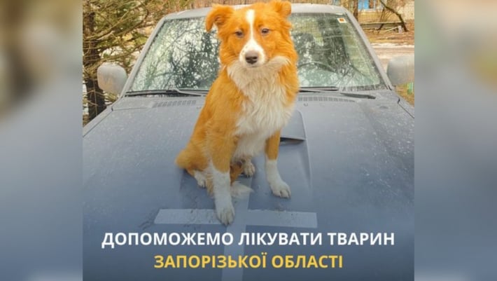 UAnimals запускає проєкт допомоги тваринам Запорізької області