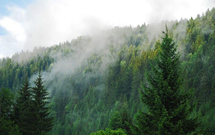 Запорізький лісгосп зобов’язали сплатити 1,6 млн гривень через незаконну вирубку дерев