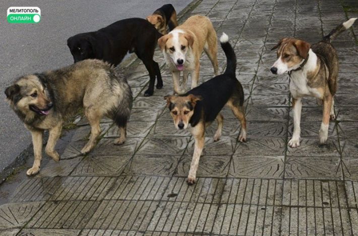 Свершилось: гауляйтер мелитополя Е.Балицкий озаботился проблемой бездомных собак