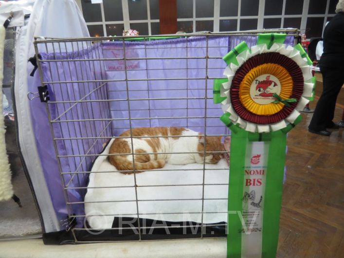 Выставка кошек в Мелитополе