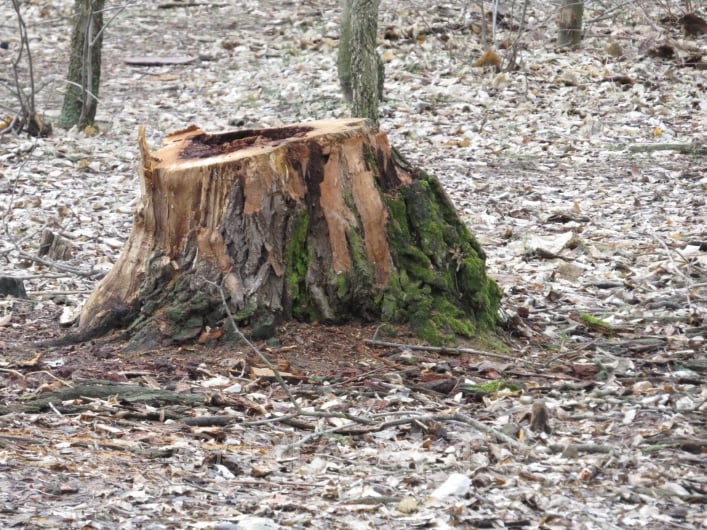 Вырубленные деревья