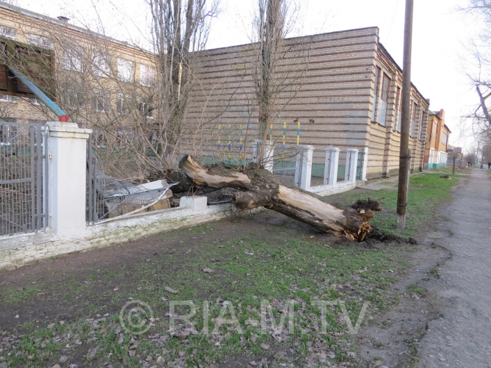Дерево упало на школьный двор