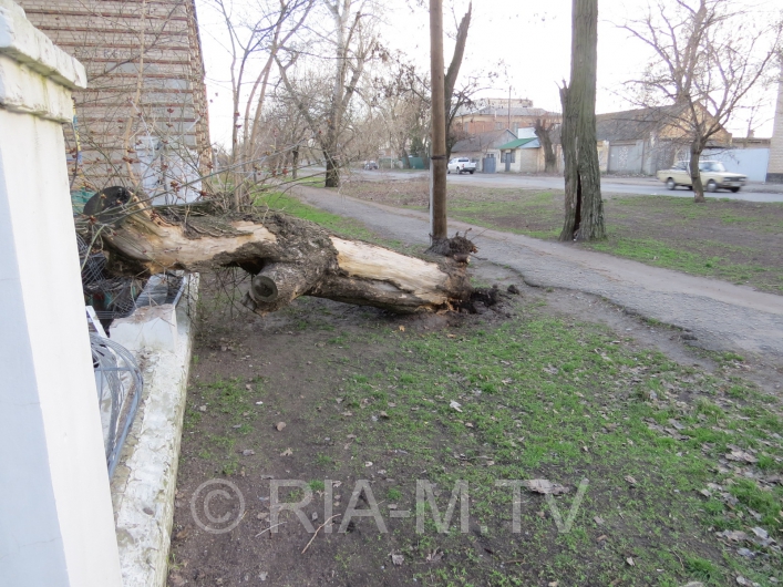 Дерево упало на школьный двор
