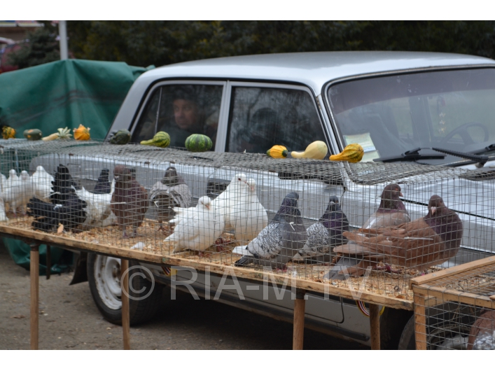 Выставка птиц в Мелитополе