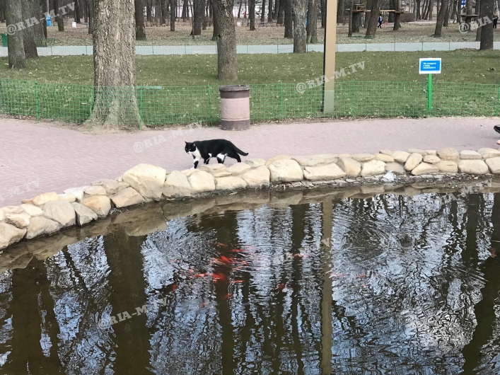 Рыбки в парке Горького