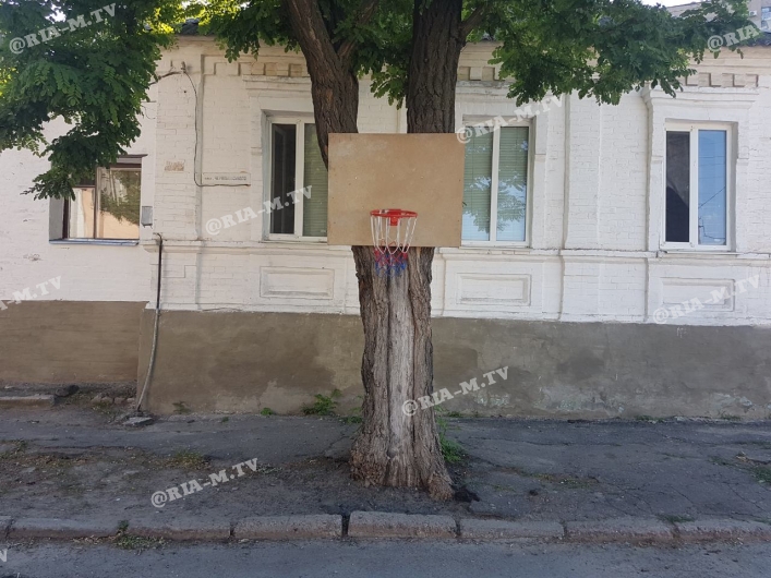 Баскетбольное кольцо на дереве