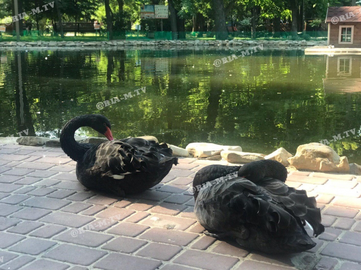 Лебеди в парке Горького